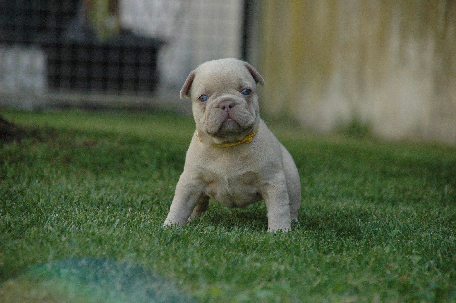 Franse Bulldog pups, België, Particulier, 8 tot 15 weken, Parvo