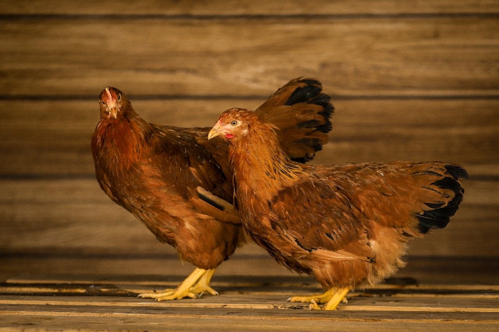 New-Hampshire groot | Goede leggers | Passend advies, Vrouwelijk, Kip