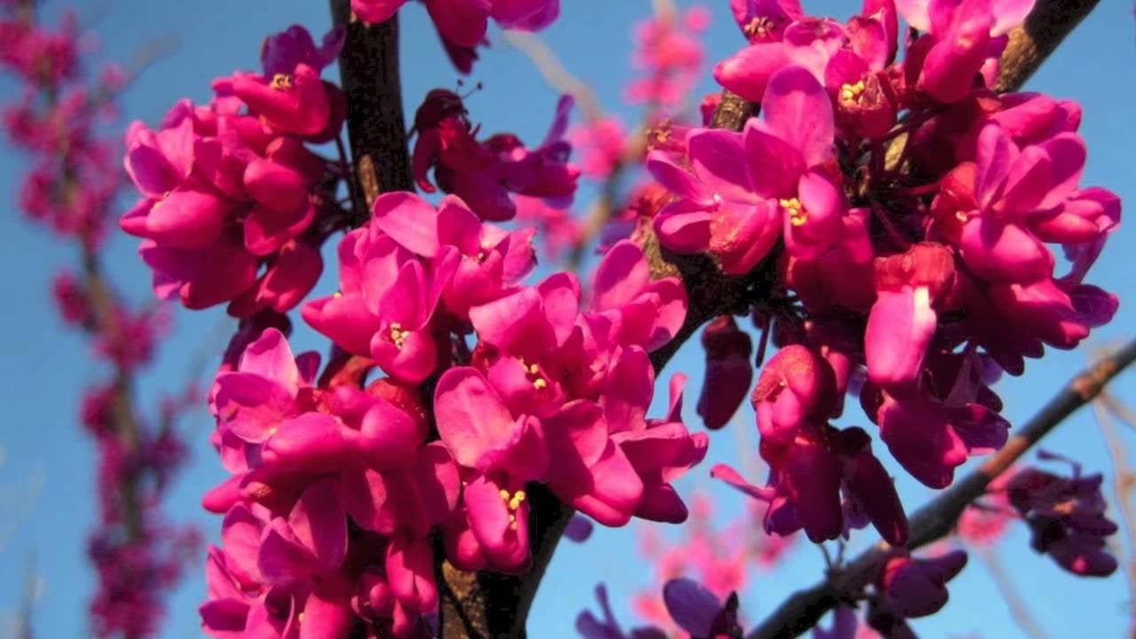 Cercis canadensis Zig Zag / judasboom / Nieuw ‼️‼️, Tuin en Terras, Planten | Bomen, Lente, 250 tot 400 cm, Ophalen, Volle zon