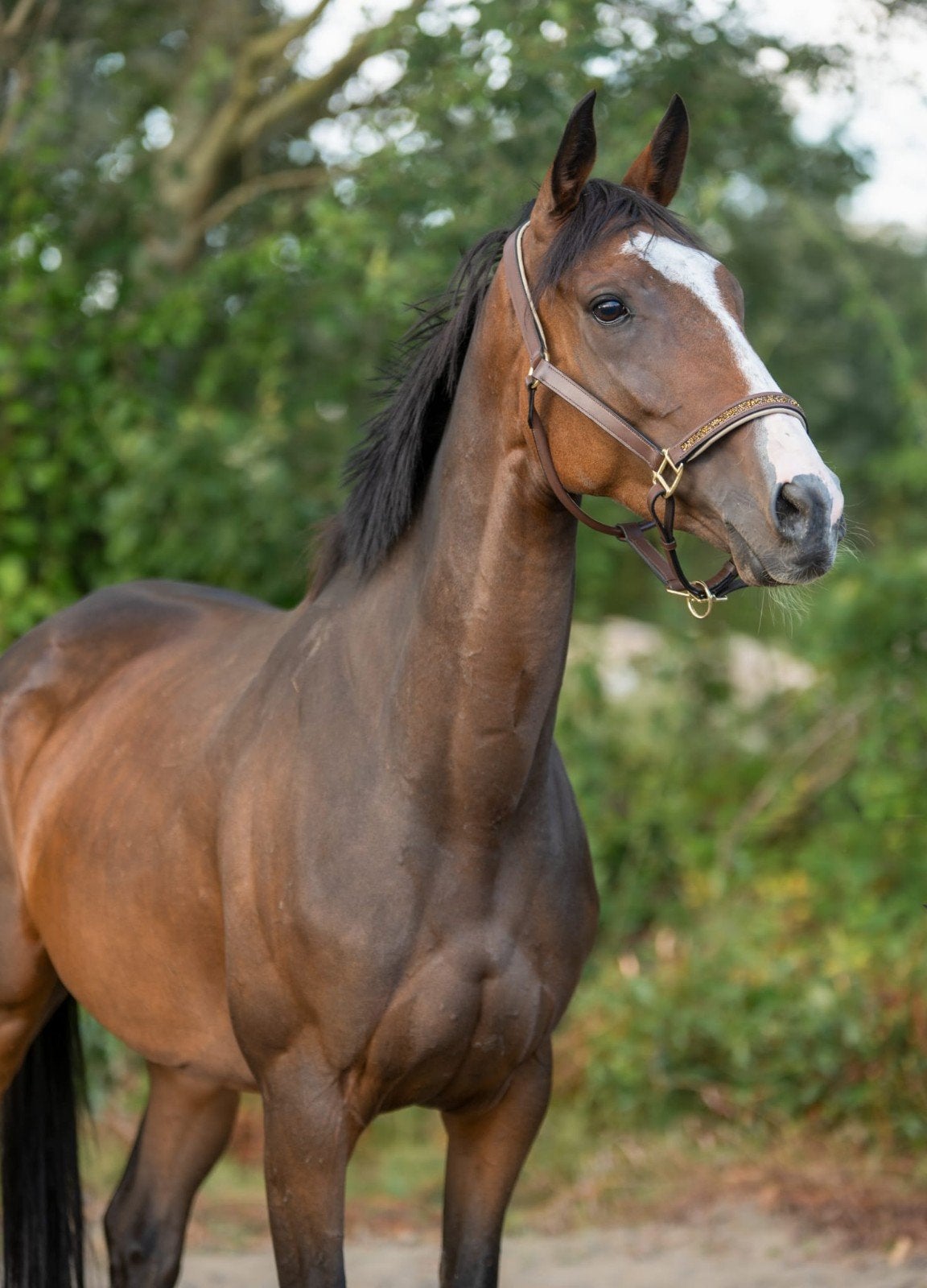 E-pony merrie 6 jaar, Merrie, 160 tot 165 cm, Recreatiepaard