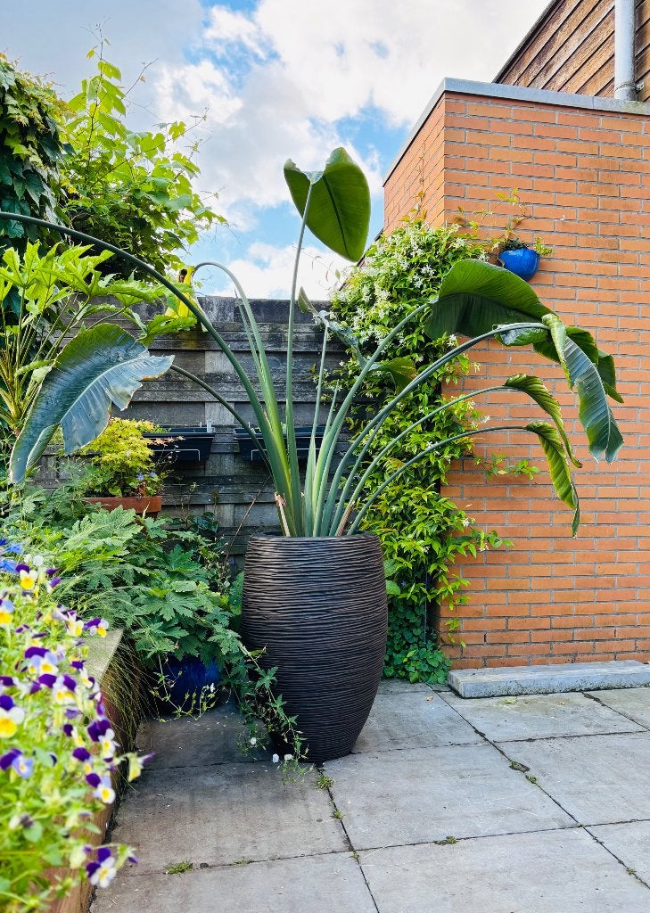 Strelitzia Nicolai, Ophalen, 200 cm of meer, Halfschaduw, In pot