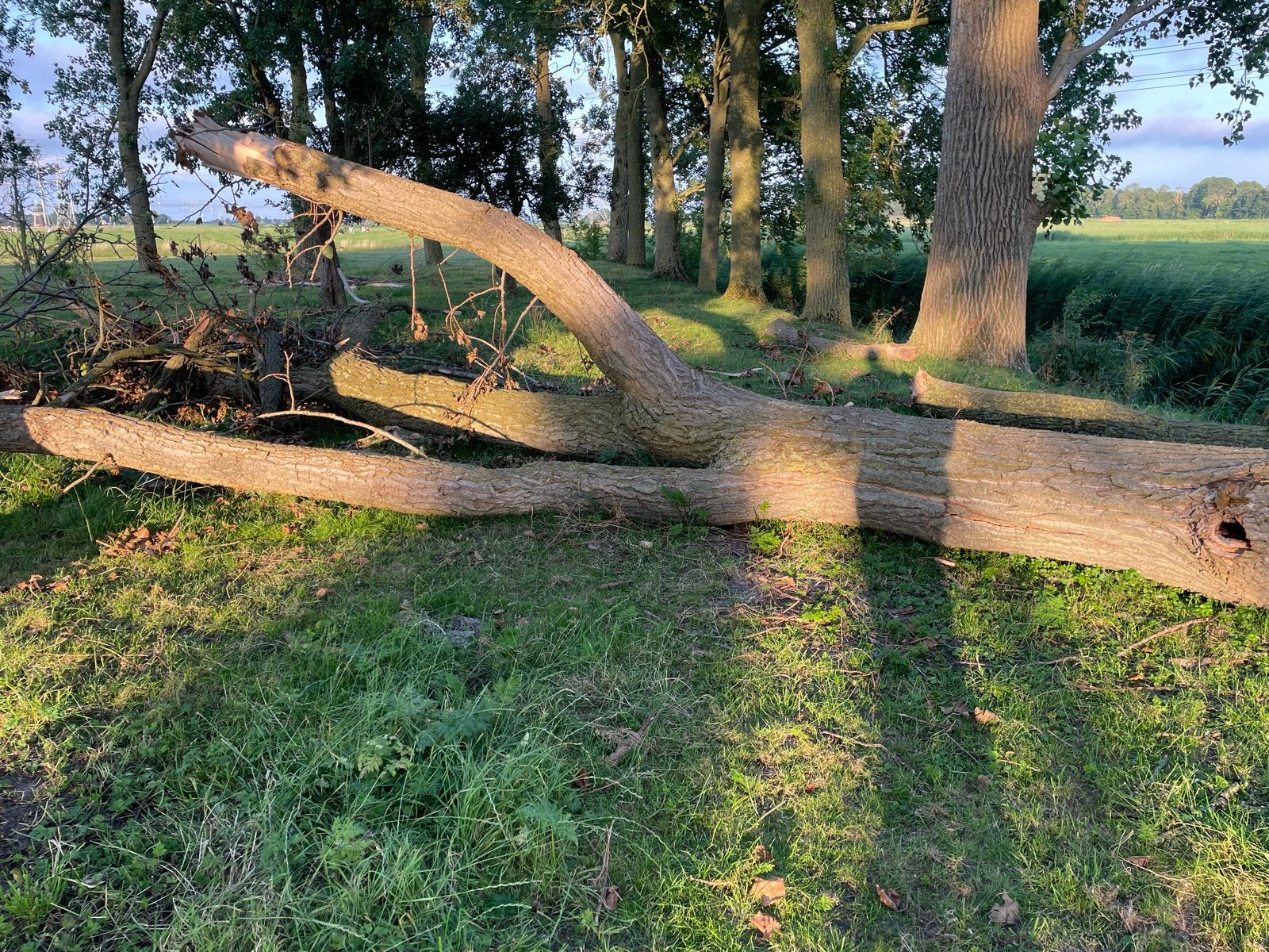 Brandhout: Omgevallen boom zelf zagen en kloven, Tuin en Terras, Haardhout, 3 tot 6 m³, Ophalen, Overige houtsoorten, Stammen