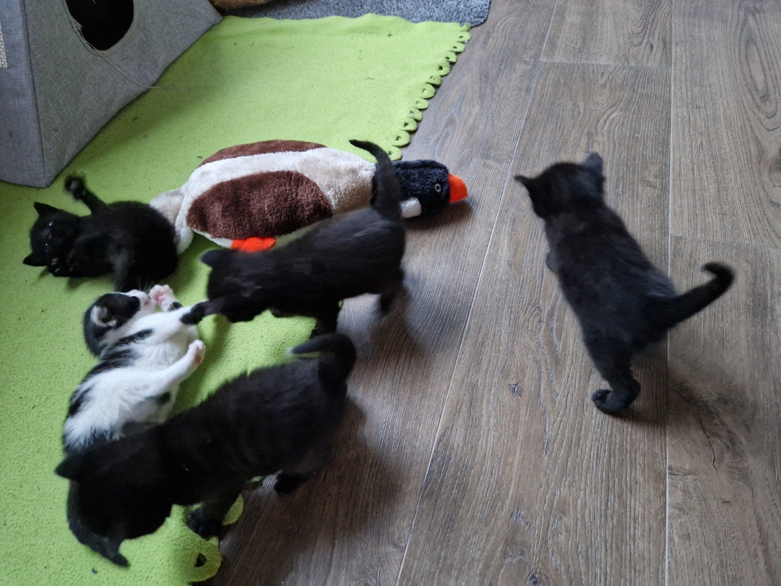 kittens, Meerdere dieren, Ontwormd, 0 tot 2 jaar
