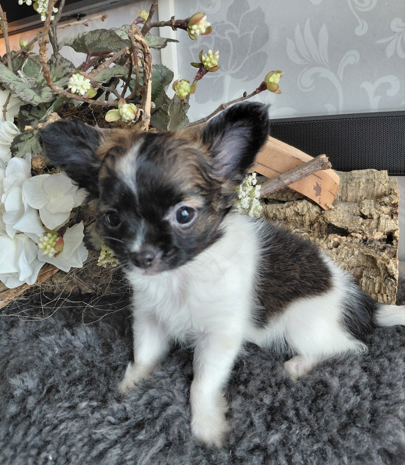 Te koop lanharige chihuahua pups, Reu, 8 tot 15 weken, Parvo, Meerdere