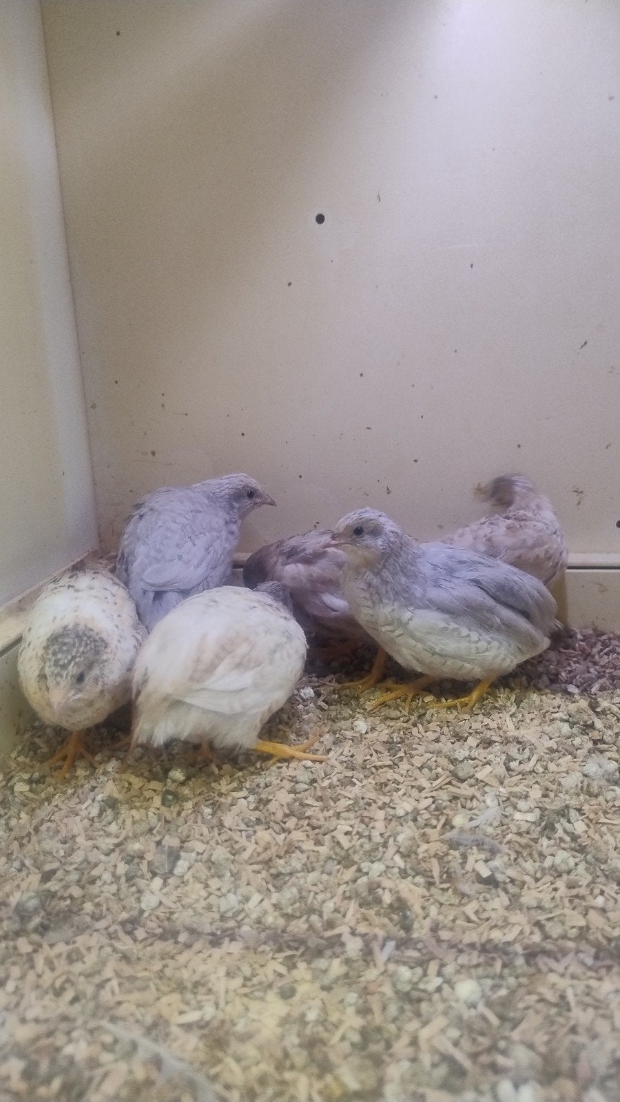 Chinese dwerg kwartels hennen, Dieren en Toebehoren, Pluimvee, Vrouwelijk, Overige soorten