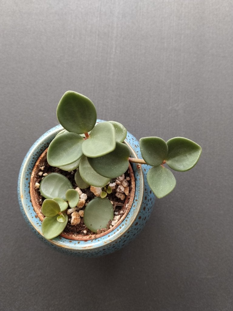 Peperomia 'Hope', Ophalen of Verzenden, Minder dan 100 cm, Groenteplant, Volle zon