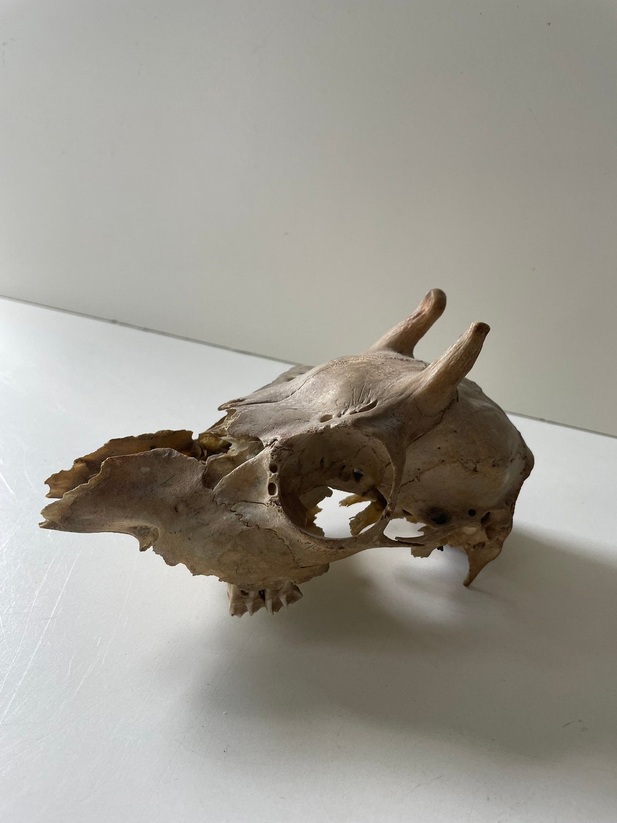 Geitenschedel ( in Hilversum ), Ophalen of Verzenden, Zo goed als nieuw, Beeldje of Figuurtje