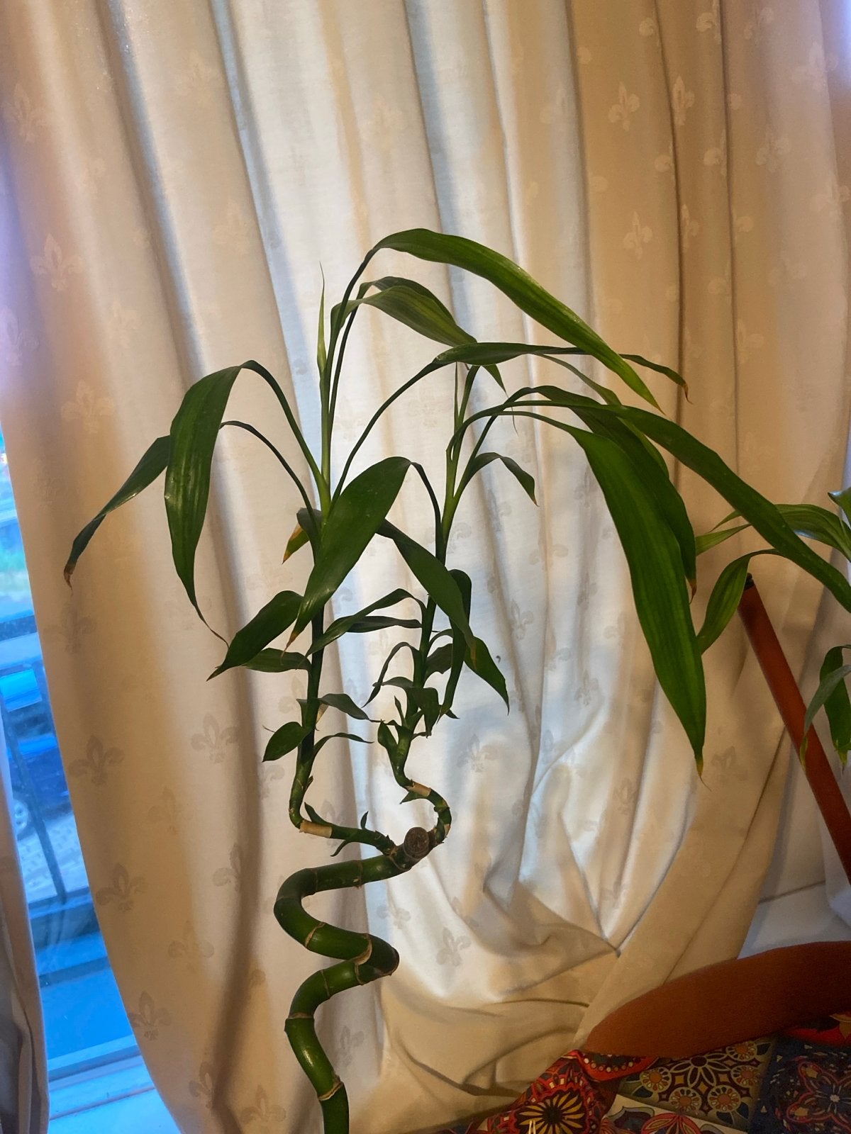 Lucky Bamboo plant in pot - Dracaena sanderiana 4 stuks, 100 tot 150 cm, Overige soorten, In pot, Groene kamerplant