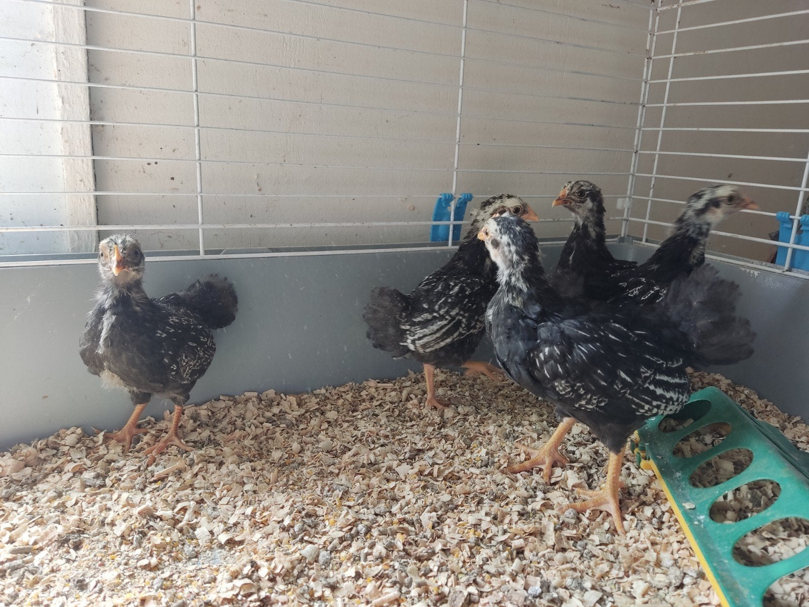 Barneveldse kriel zilver gezoomd, Meerdere dieren, Kip