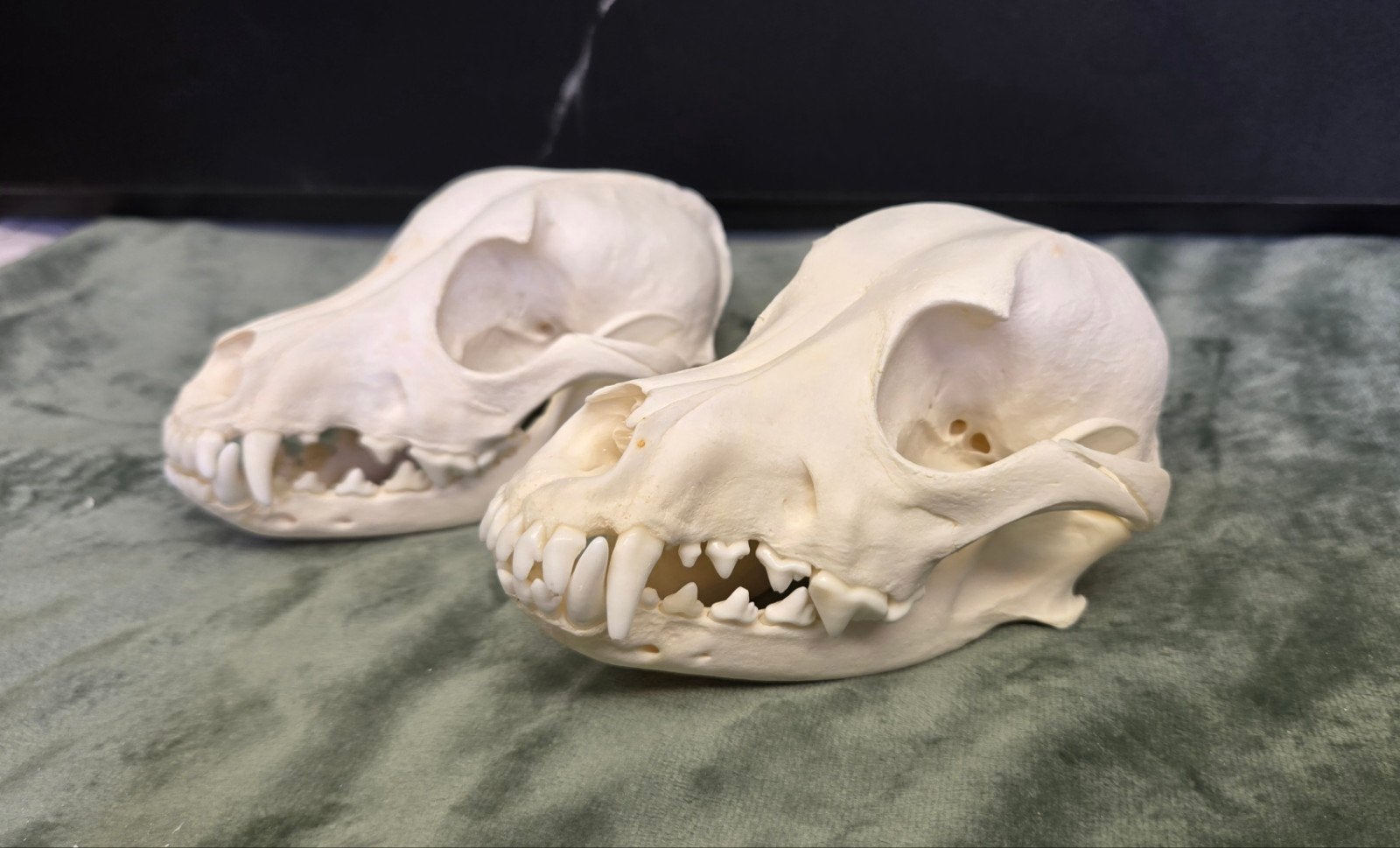 2 X schedel van een hond / Dog Skull/ Skelet Taxidermie, Ophalen of Verzenden, Hond of Kat, Schedel