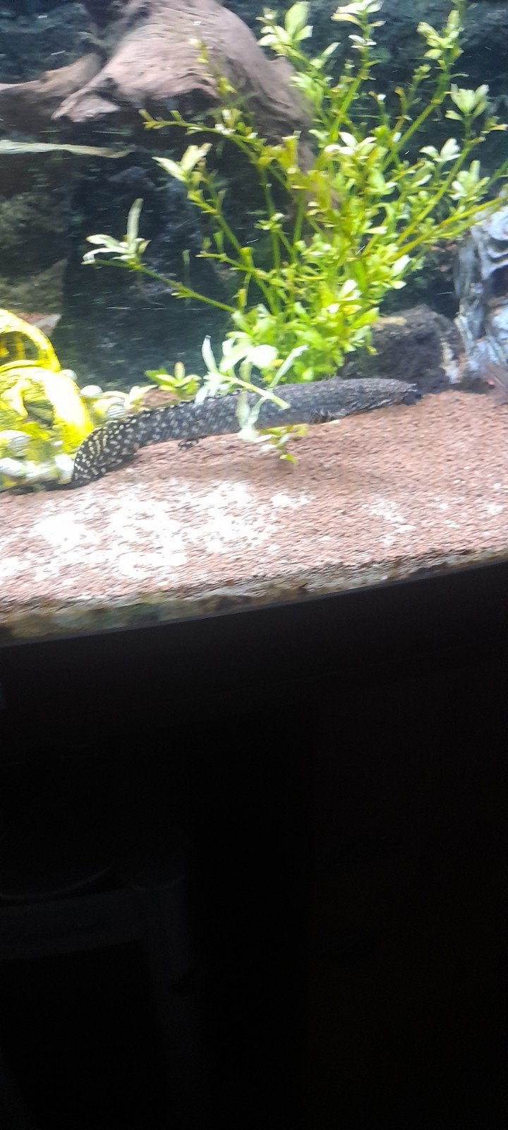 polypterus ornatipinnis, Dieren en Toebehoren, Vis