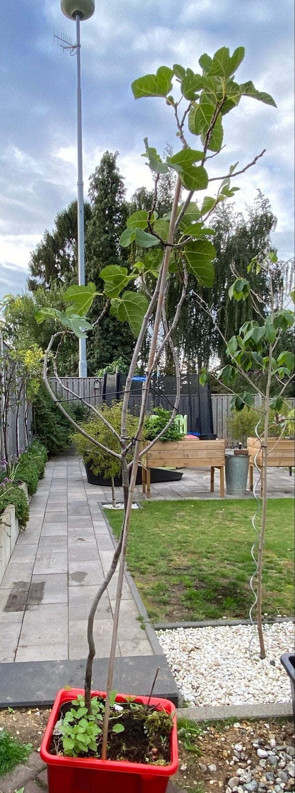 Vijgenboompje 'Brown Turkey' - Heerlijke vijgen uit eigen tu, Tuin en Terras, Ophalen, Lente, Volle zon, In pot
