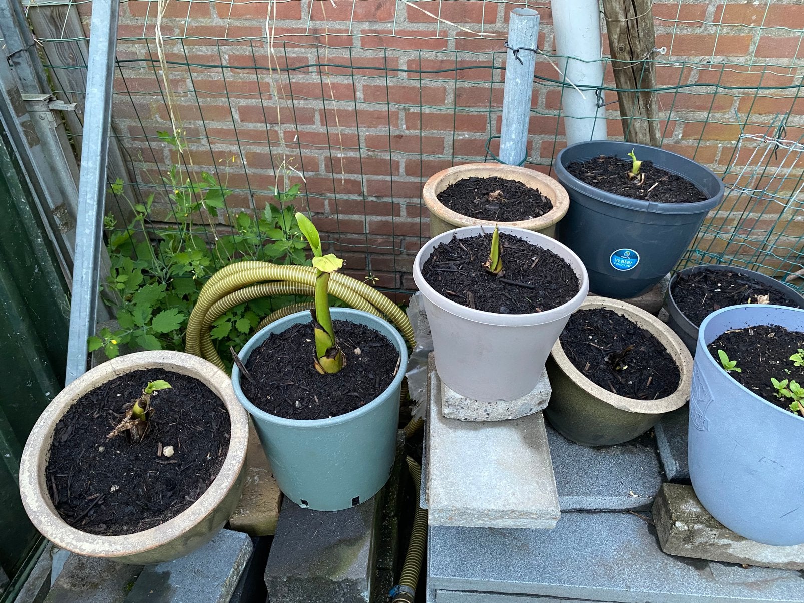 Te koop winterharde bananen plant (musa), Ophalen, Overige soorten, Volle zon