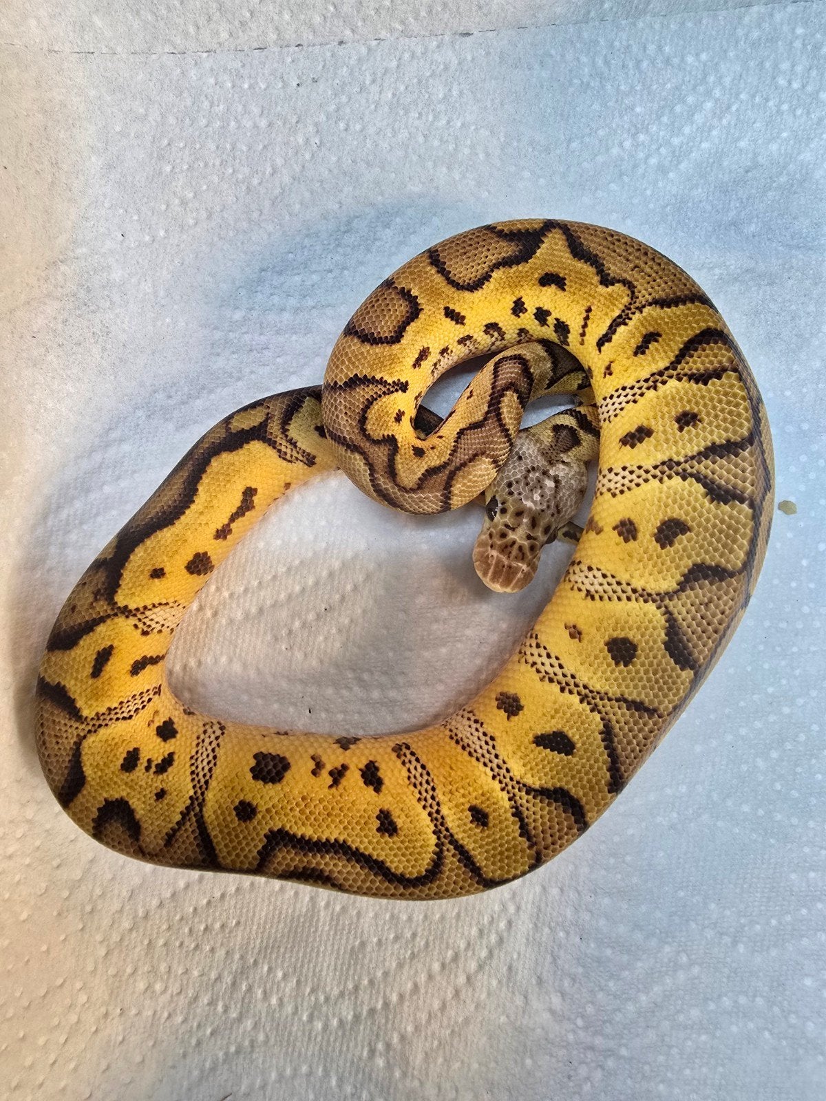 Koningspython (Python regius) – Nederlandse nakweek 2026

Op Ball Python - unknown for sale from LOST TREASURES