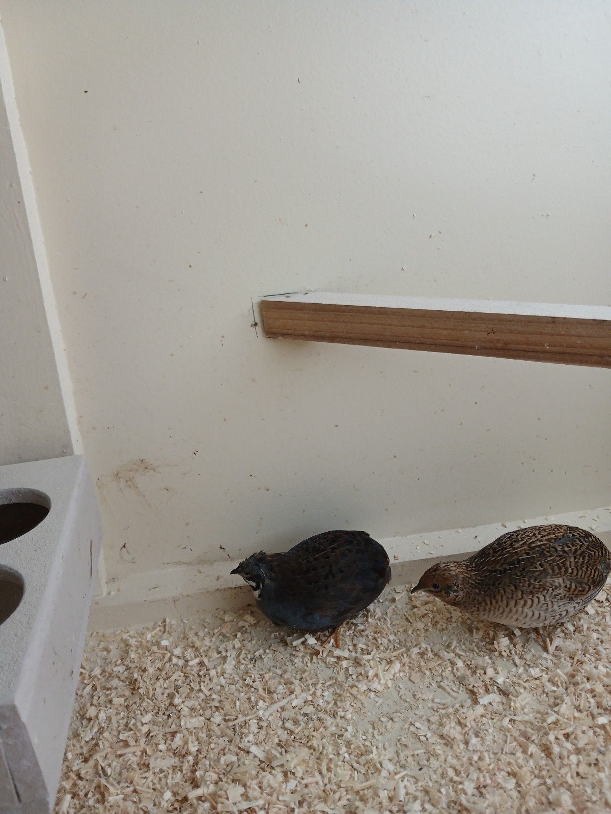 Chinees kwartel, Dieren en Toebehoren, Vogels | Overige Vogels, Meerdere dieren, Tropenvogel