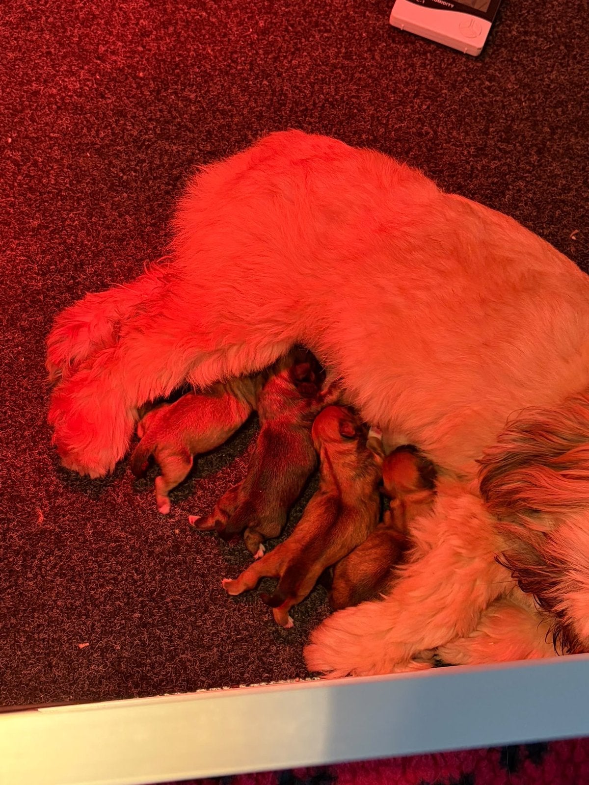 Lhasa Apso puppy, Overige rassen, 8 tot 15 weken, Teef, Eén hond
