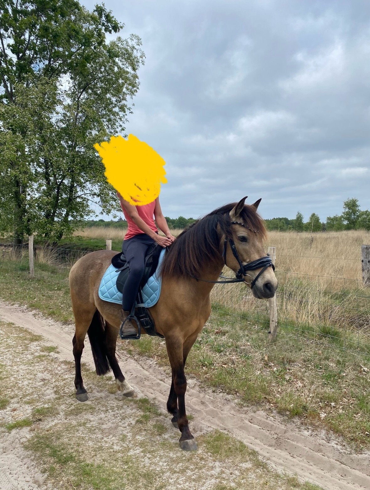 Lieve valk ruin met gouden karakter, E pony (1.48m - 1.57m), B, Ruin, 7 tot 10 jaar