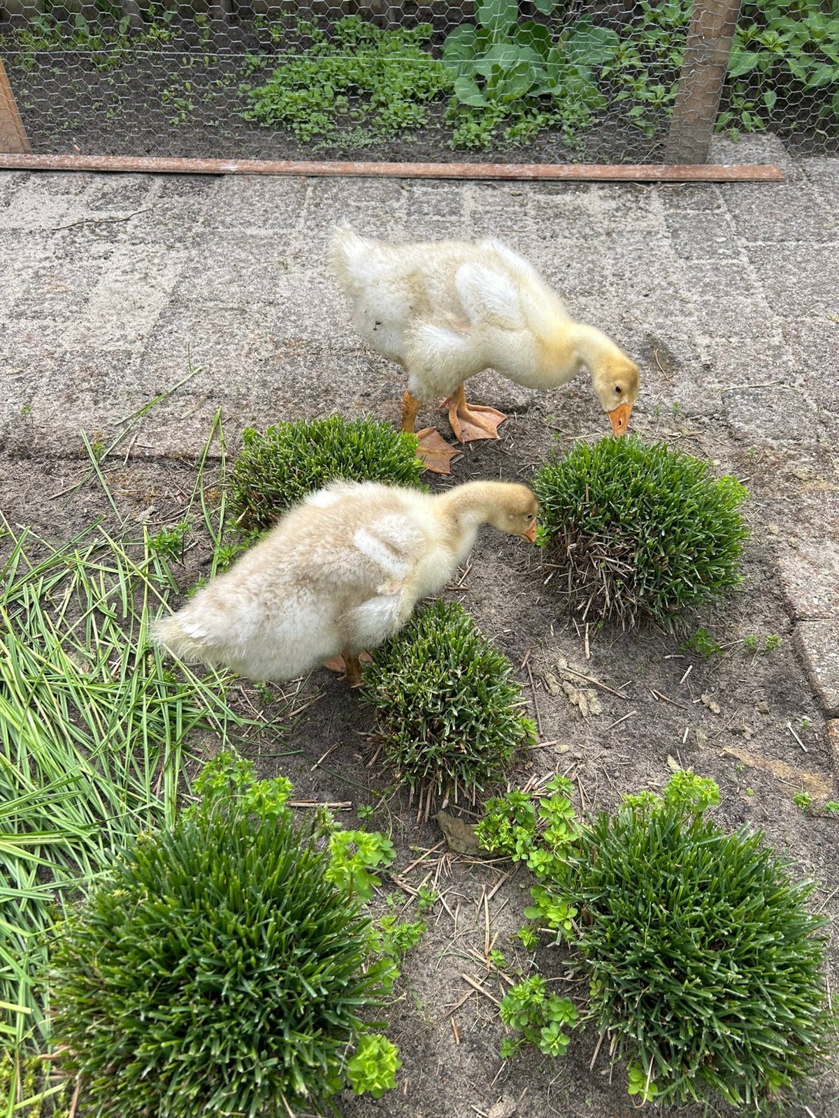 parkganzen (soepganzen), Dieren en Toebehoren, Pluimvee, Geslacht onbekend, Gans of Zwaan