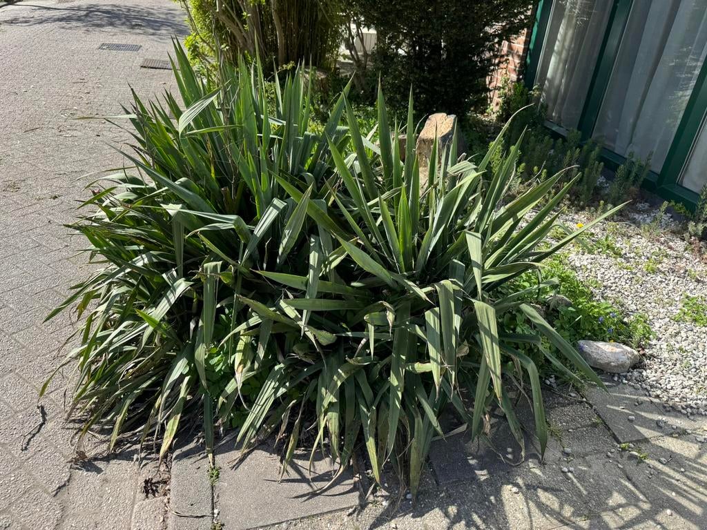 Yucca’s, Tuin en Terras, Planten | Tuinplanten, Overige soorten, Halfschaduw, Ophalen