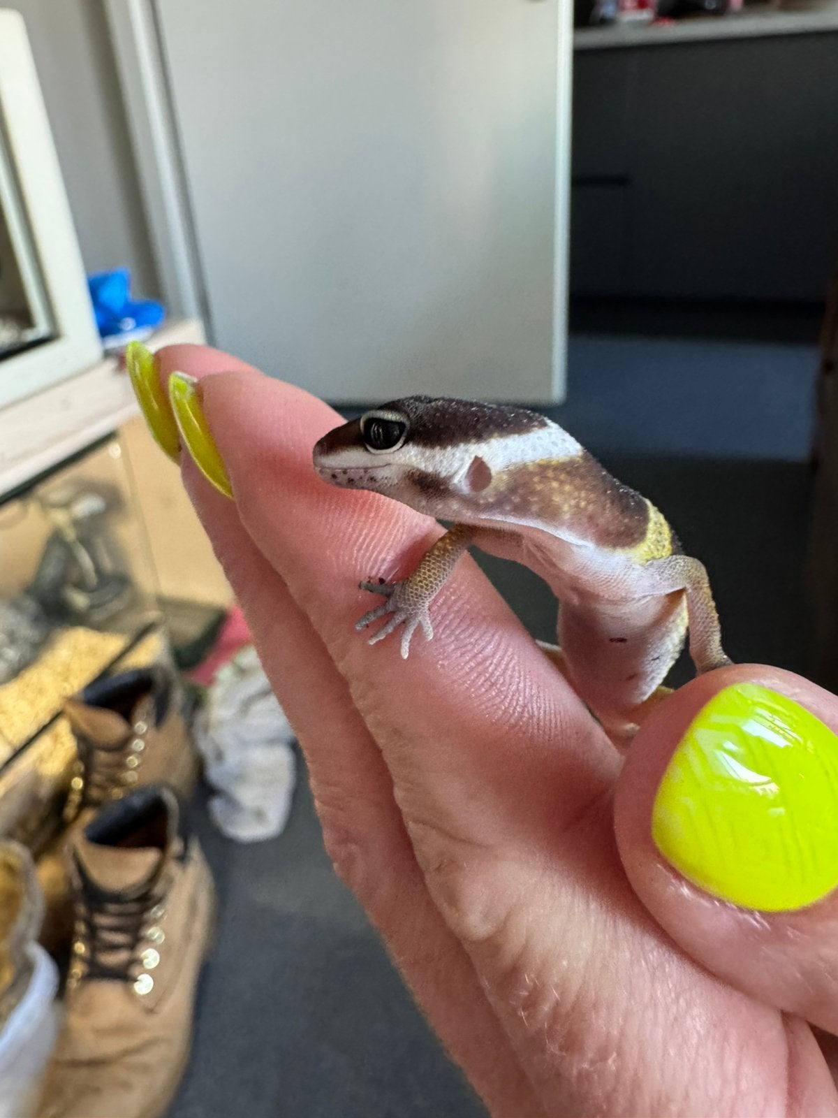 Baby luipaardgekko, Dieren en Toebehoren, Reptielen en Amfibieën, Hagedis, 0 tot 2 jaar