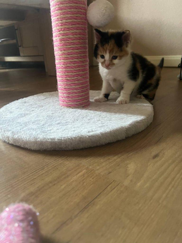 Europese korthaar kittens, Dieren en Toebehoren, Katten en Kittens | Overige Katten, Meerdere dieren, Kortharig, 0 tot 2 jaar