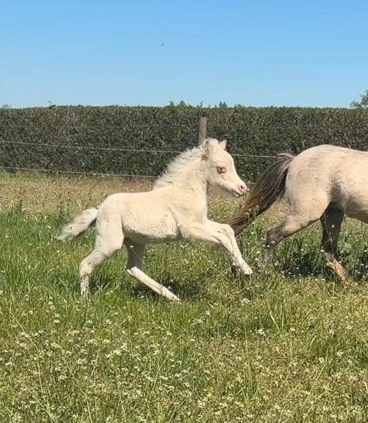 AMHA / NMPRS paardje, Hengst, Met stamboom, 0 tot 2 jaar