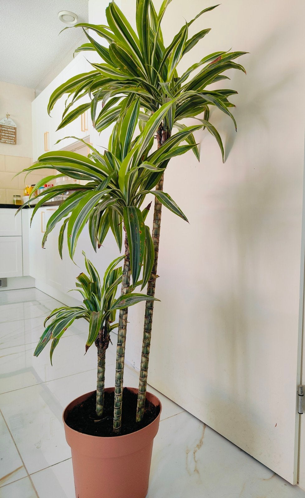 Grote Dracaena 125 cm - 3 stammetjes, Ophalen, Vaste plant, Overige soorten