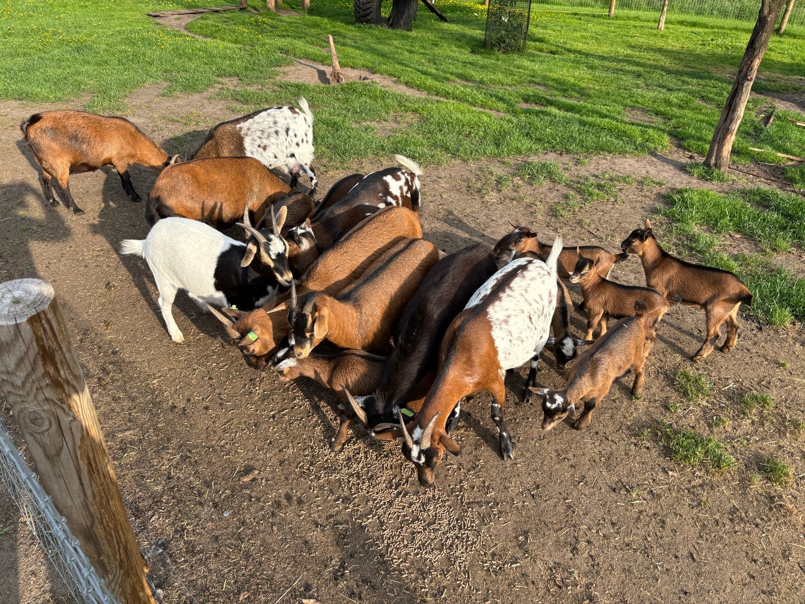 Mooie dwerggeiten, Dieren en Toebehoren, Schapen, Geiten en Varkens, Meerdere dieren, Geit, 0 tot 2 jaar