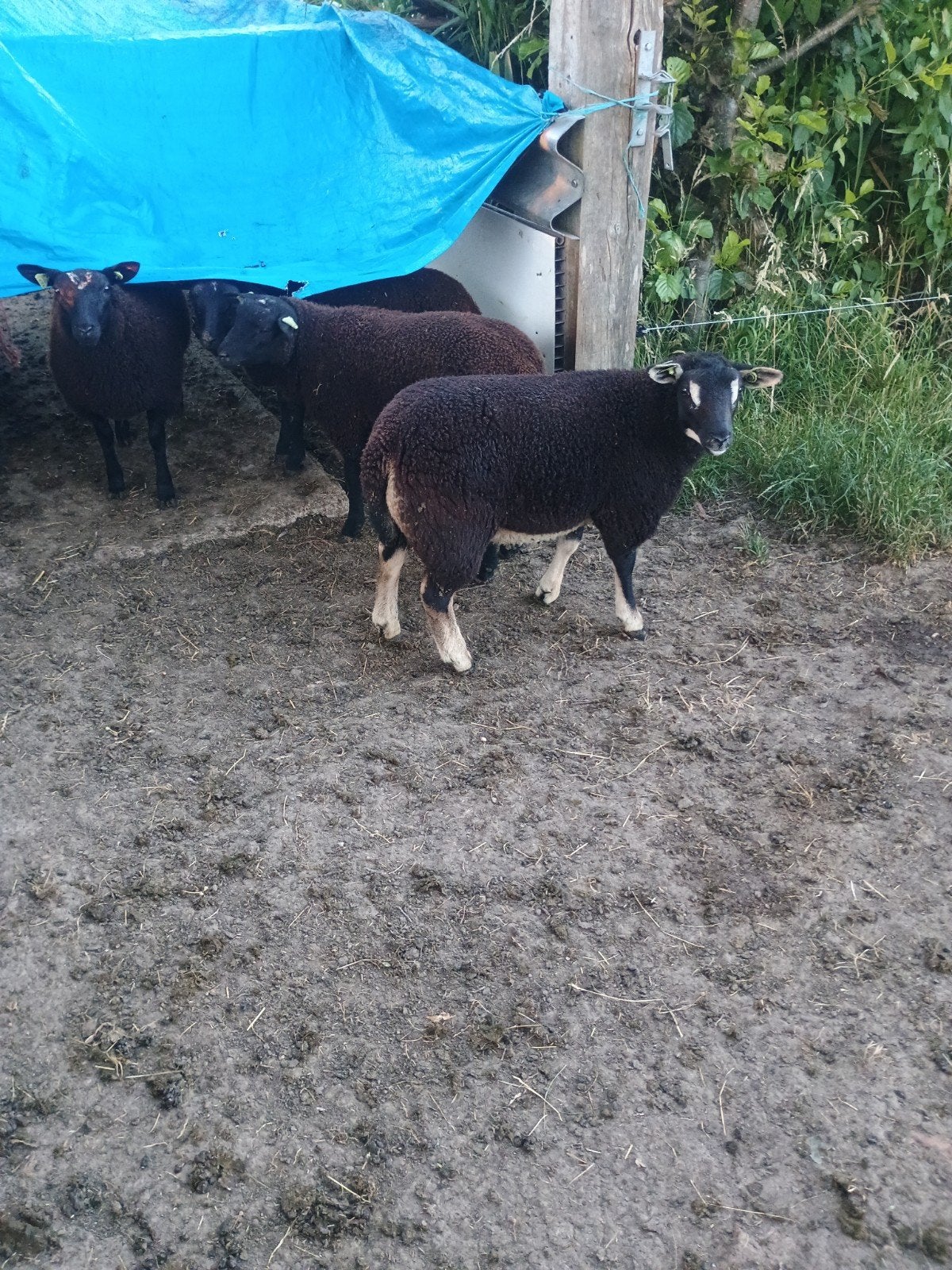 Lammeren, Dieren en Toebehoren, Schapen, Geiten en Varkens, Mannelijk, Schaap