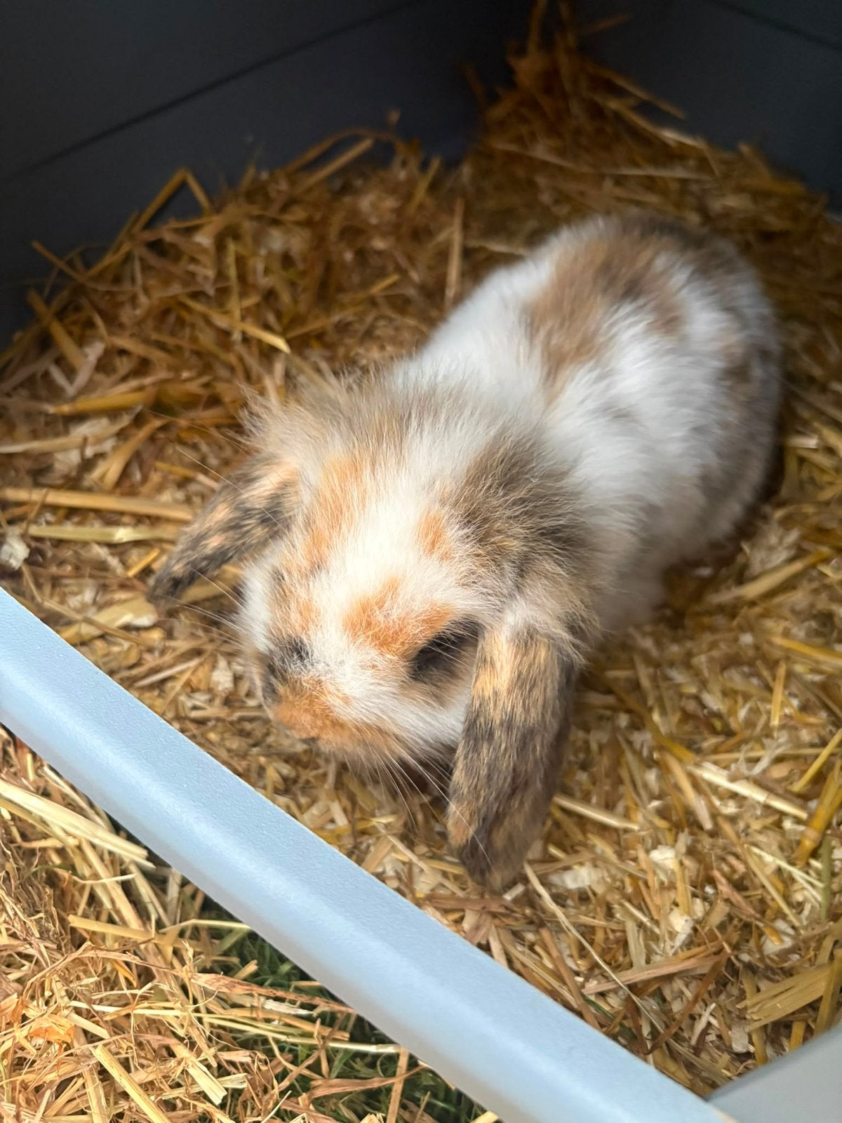 Schattige hangoor konijntjes, Meerdere dieren, Hangoor