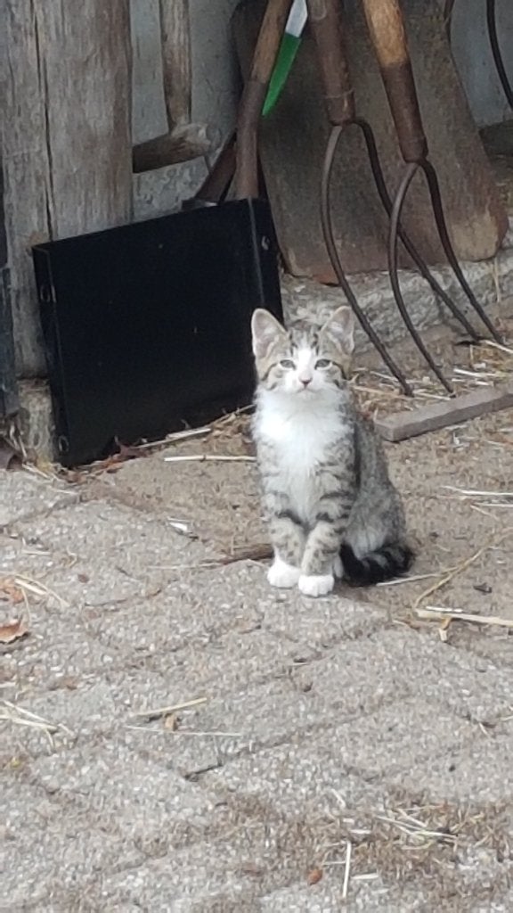 kittens boerderijkittens 5x, Dieren en Toebehoren, Katten en Kittens | Raskatten | Korthaar, Geslacht onbekend, 0 tot 2 jaar