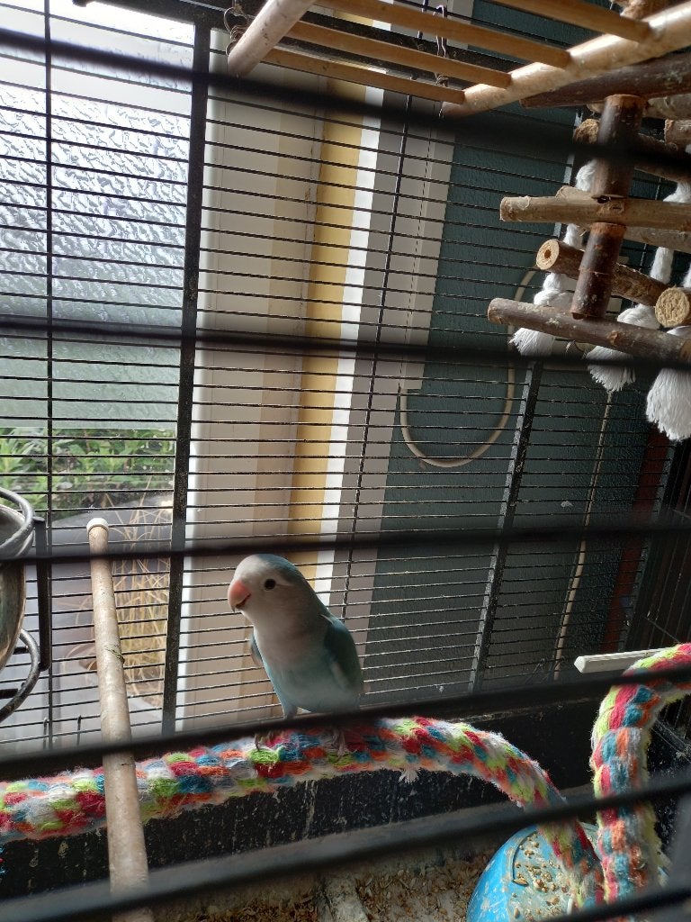 Te koop koppel agapornissen, Meerdere dieren, Dwergpapegaai of Agapornis