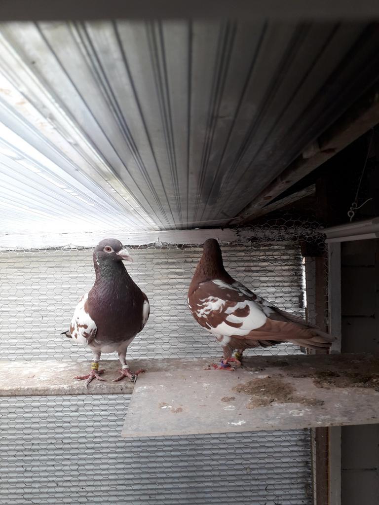 Markplaats, Dieren en Toebehoren, Meerdere dieren, Postduif