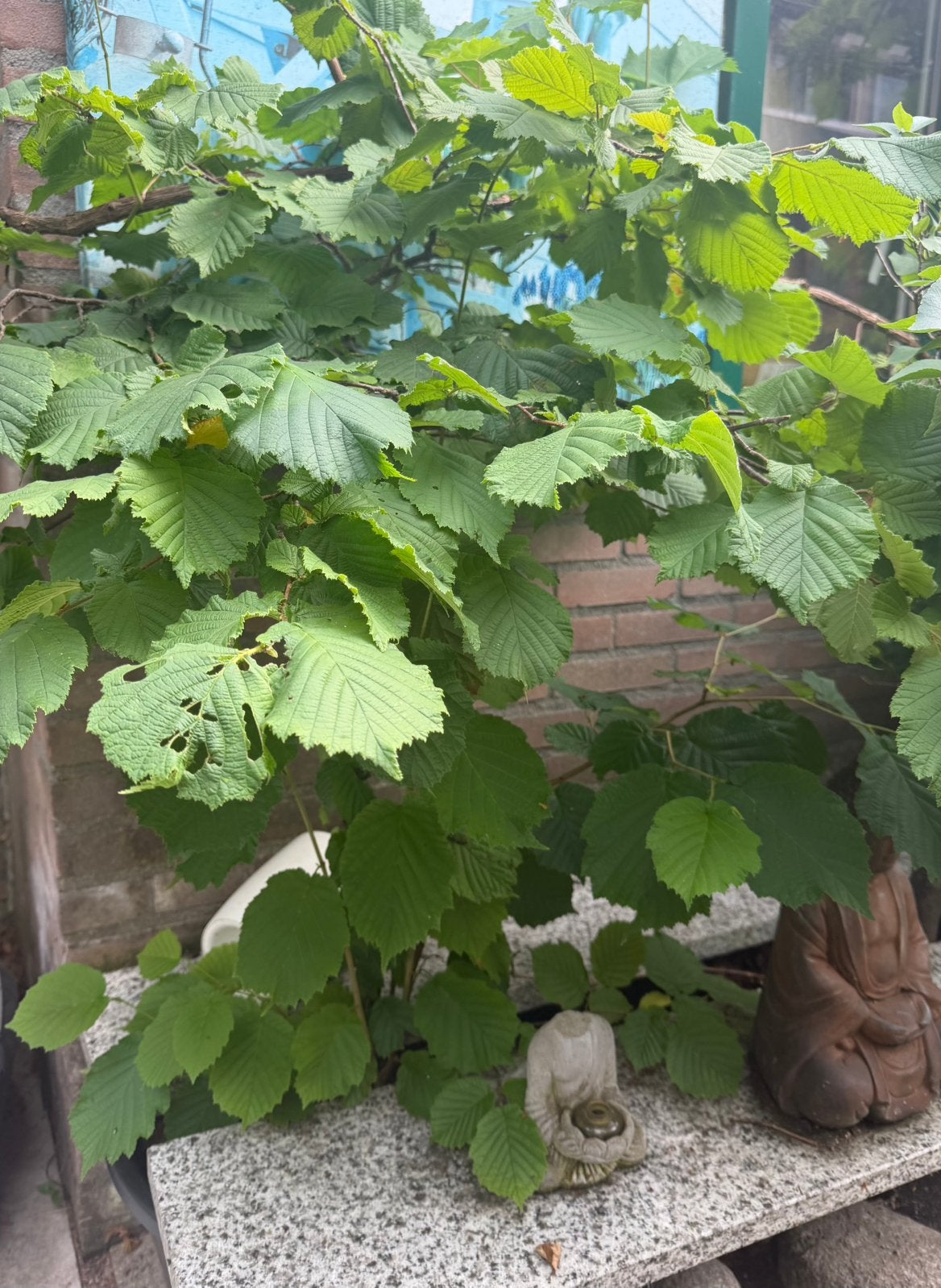 Gewone Hazelaar (Corylus avellana) - bonsai, Tuin en Terras, Ophalen, Halfschaduw, Overige soorten, Minder dan 100 cm