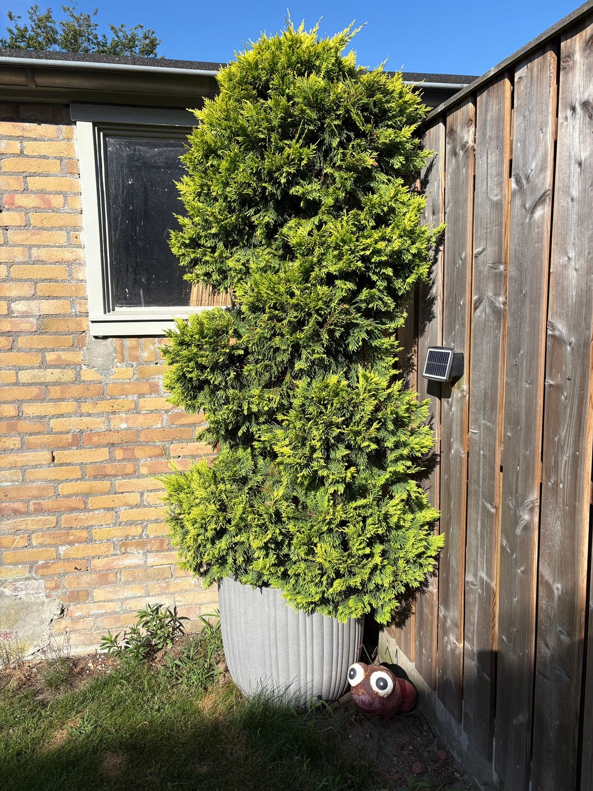 Mooie coniferen boom incl. Capi bloempot, Tuin en Terras, Planten | Bomen, Bloeit niet, Overige soorten, 100 tot 250 cm, Ophalen