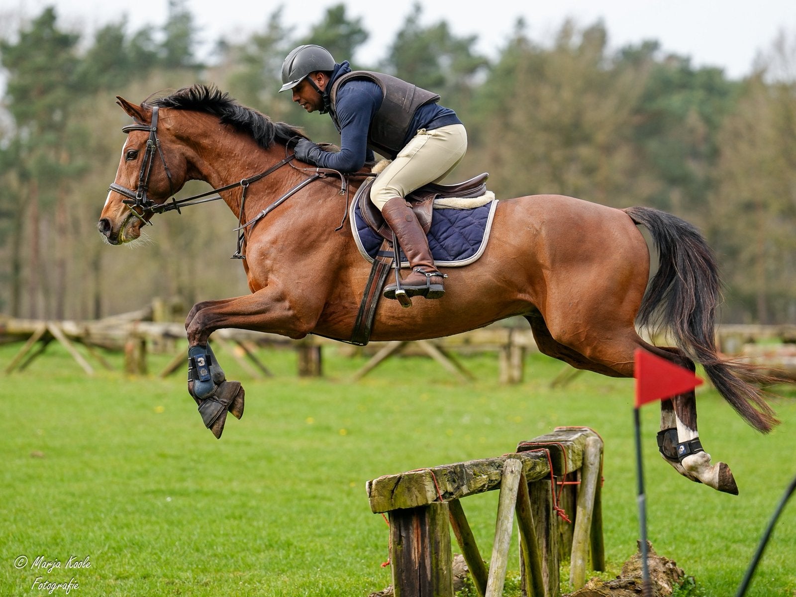 ⭐️⭐️Te koop schoolmaster ⭐️⭐️, Dieren en Toebehoren, Springpaard, Met stamboom, Z, Ruin