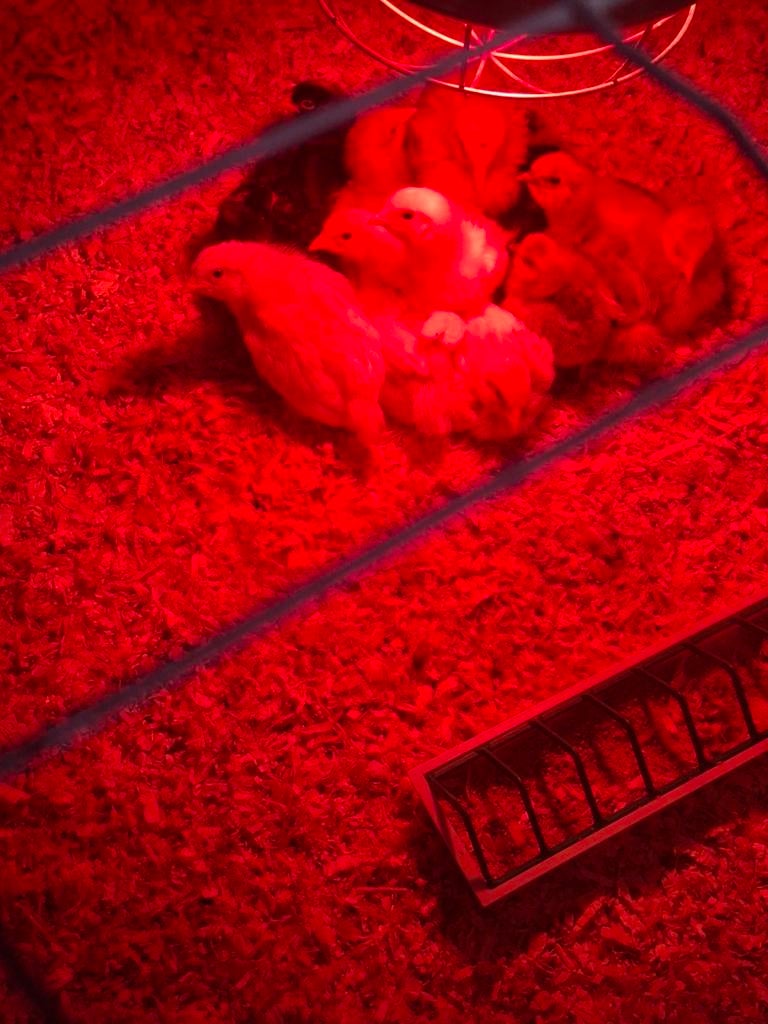Kuikens, Dieren en Toebehoren, Geslacht onbekend, Kip