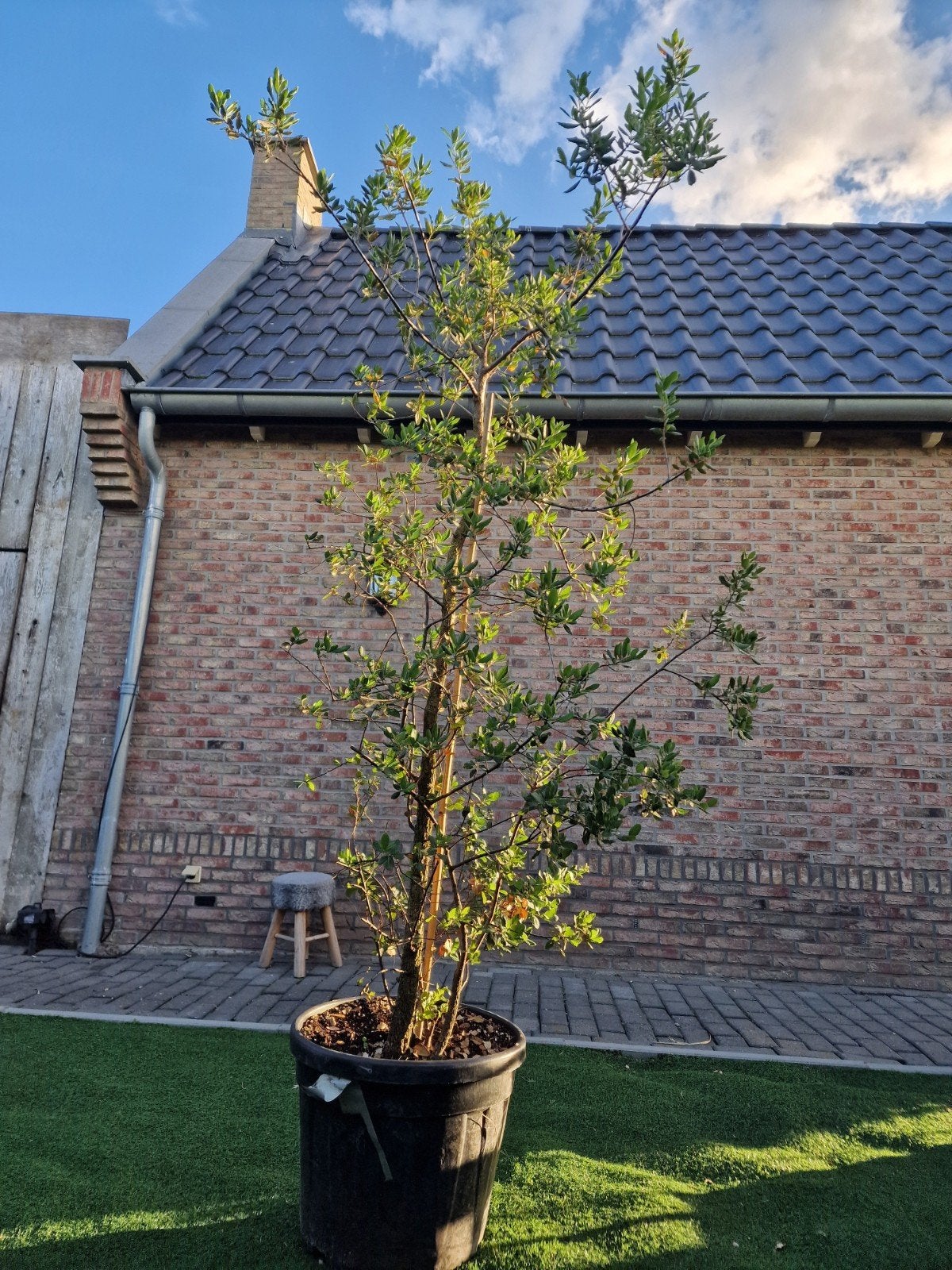 Boom kurkeik 250cm hoog, Volle zon, Vaste plant, Bloeit niet, Ophalen