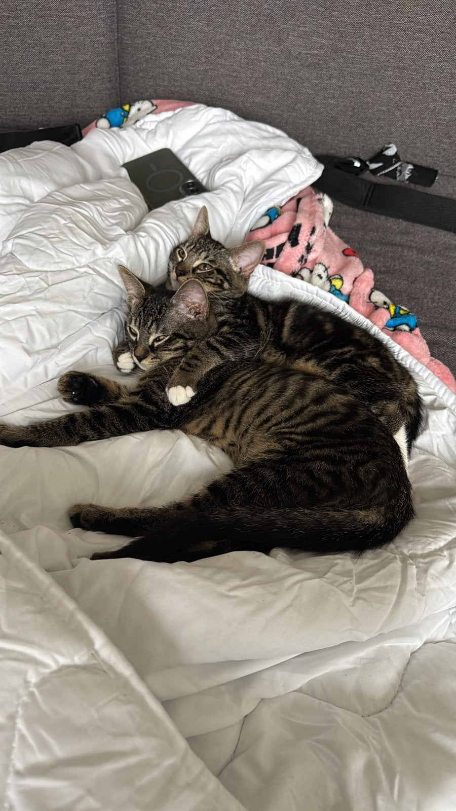 Ketten, Meerdere dieren, Kortharig, 0 tot 2 jaar
