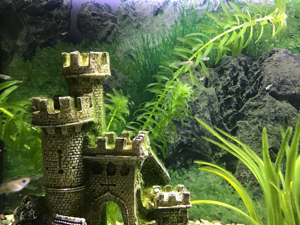 Te koop baby guppies, Vis, Zoetwatervis, Schoolvis