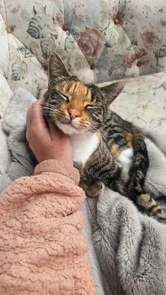 Lieve poes (2) zoekt een nieuw thuis., Dieren en Toebehoren, Katten en Kittens | Dekkaters