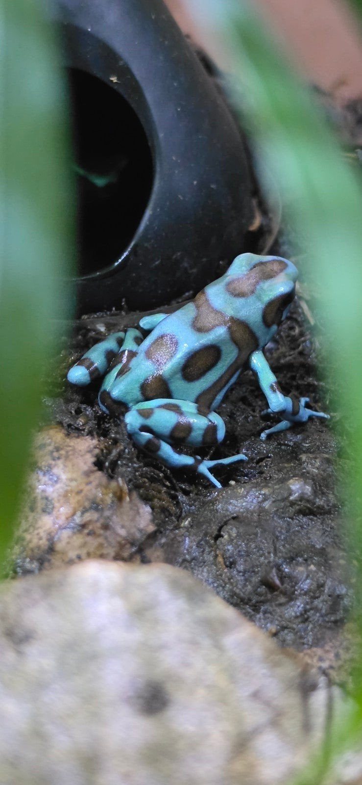 pijlgifkikker Frog photo 9