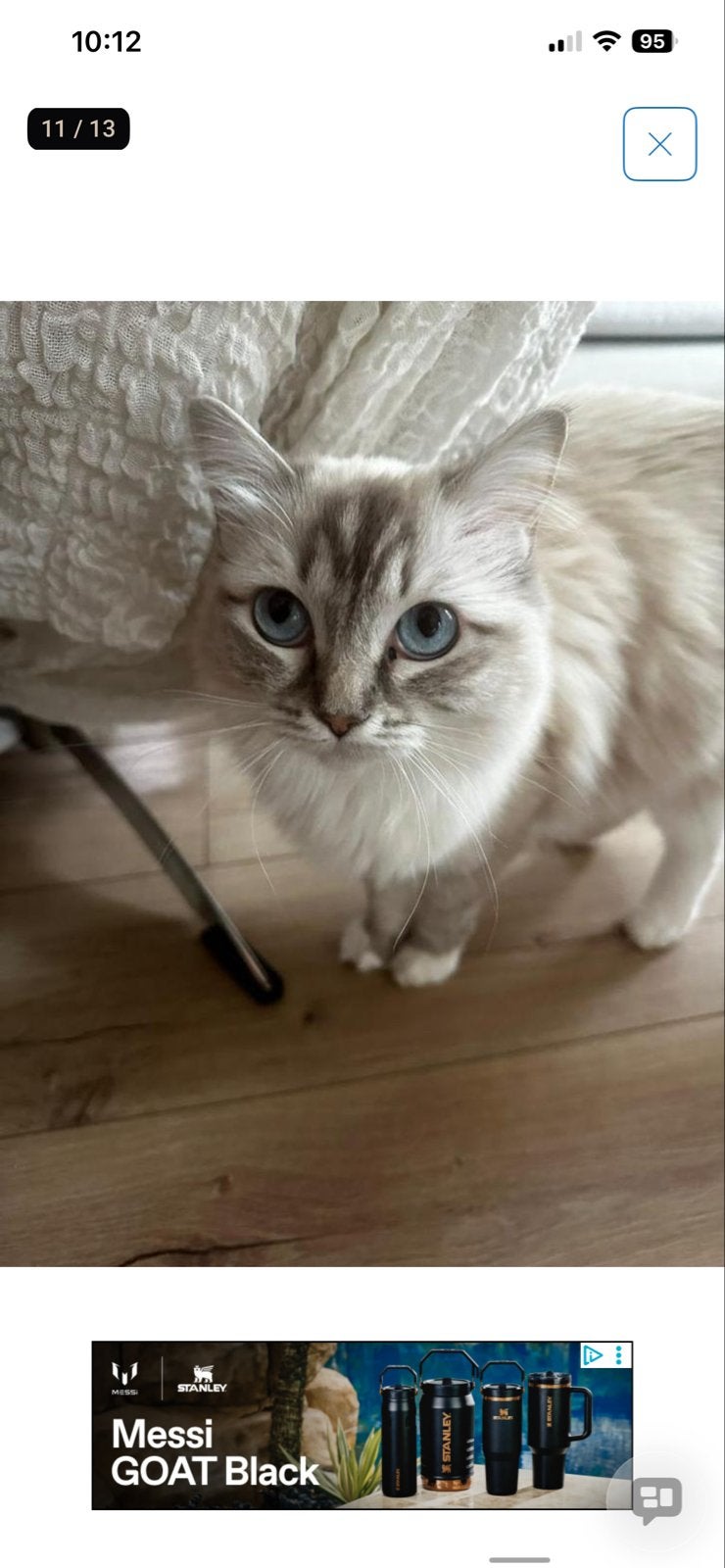 Ragdol kittens, Meerdere dieren