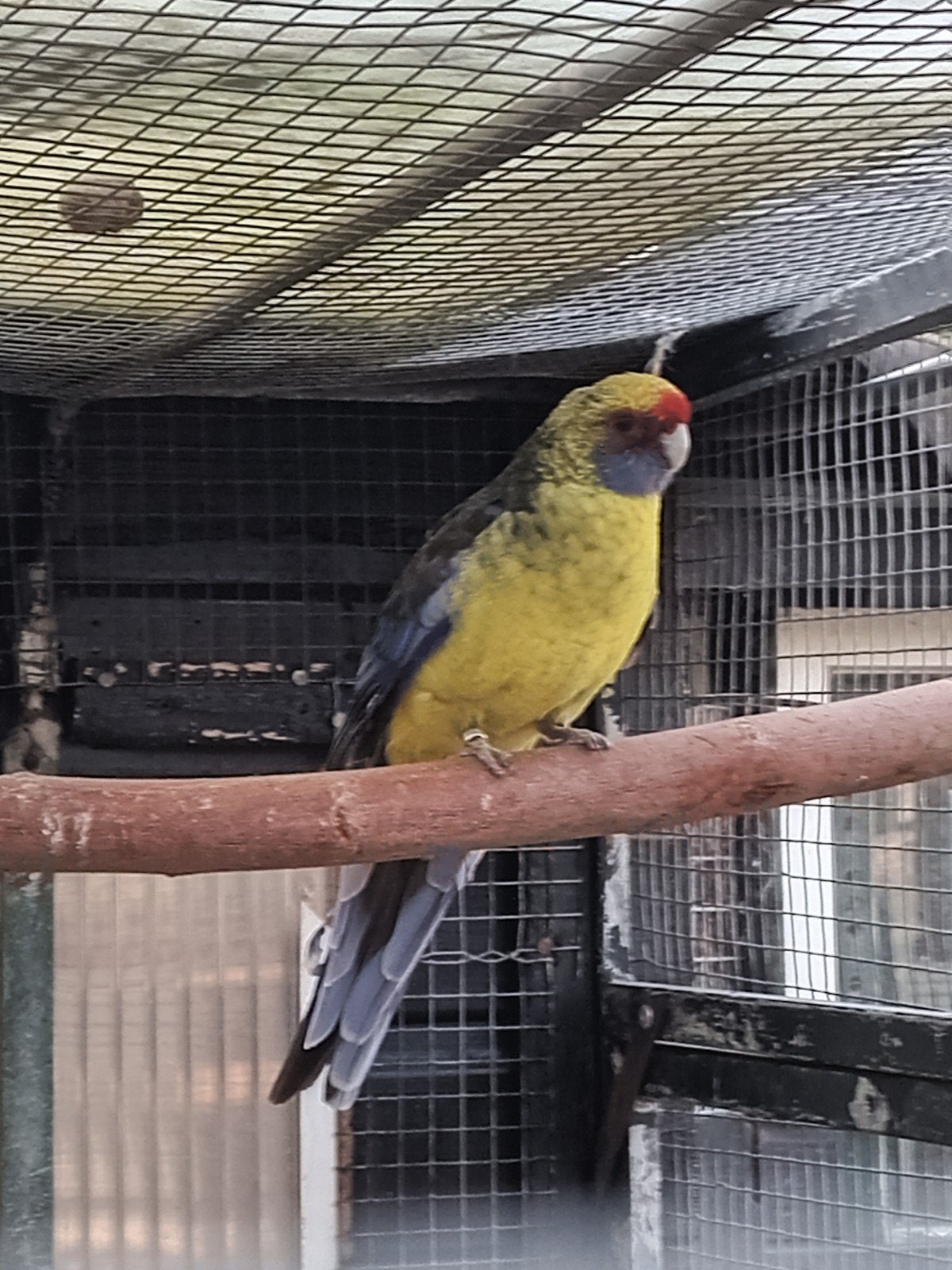 Geelbuik rosella man, Mannelijk, Parkiet