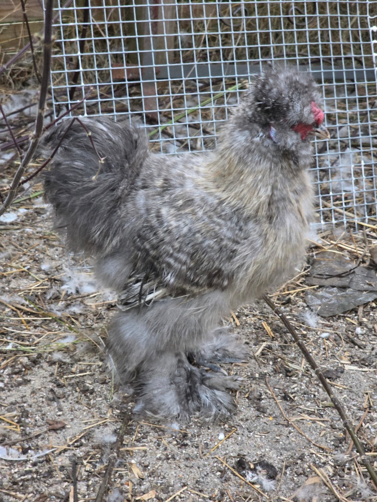 zijdehoender haantje, Dieren en Toebehoren, Pluimvee, Mannelijk, Kip