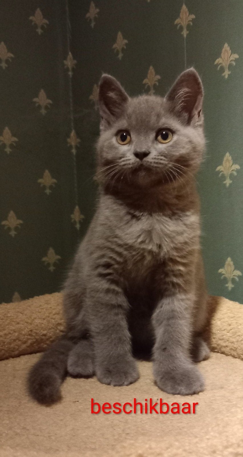 TWEE SUPER MOOI BRITSE KORTHAAR KATERTJES., Dieren en Toebehoren, Katten en Kittens | Raskatten | Korthaar, Meerdere dieren, Ontwormd