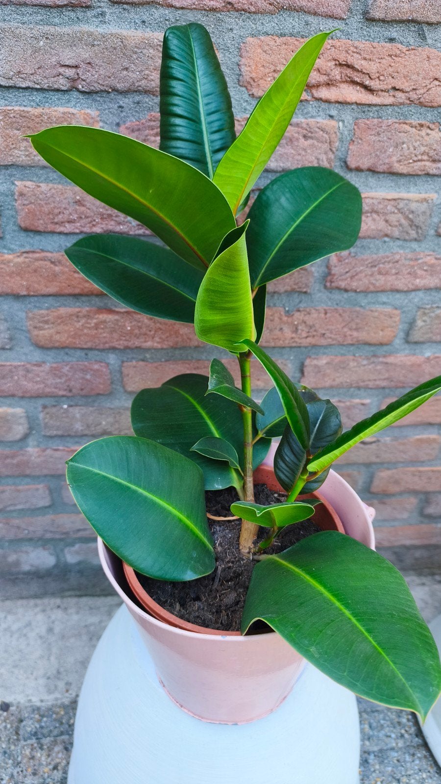 Ficus elastica, Ophalen, Ficus, Halfschaduw, Minder dan 100 cm