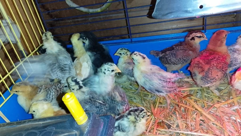 Kuikens, kippen & Haan, diverse eieren Lees goed!, Dieren en Toebehoren, Pluimvee, Meerdere dieren, Kip