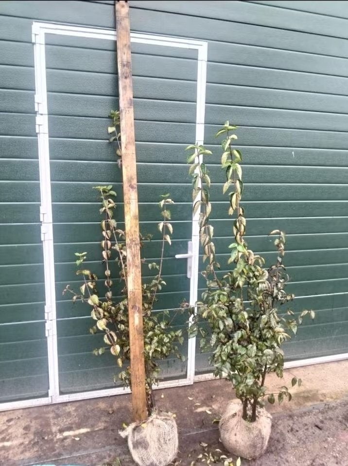Cornus mas (Gele kornoelje), Tuin en Terras, Planten | Struiken en Hagen, Ophalen, Overige soorten, Struik, 100 tot 250 cm
