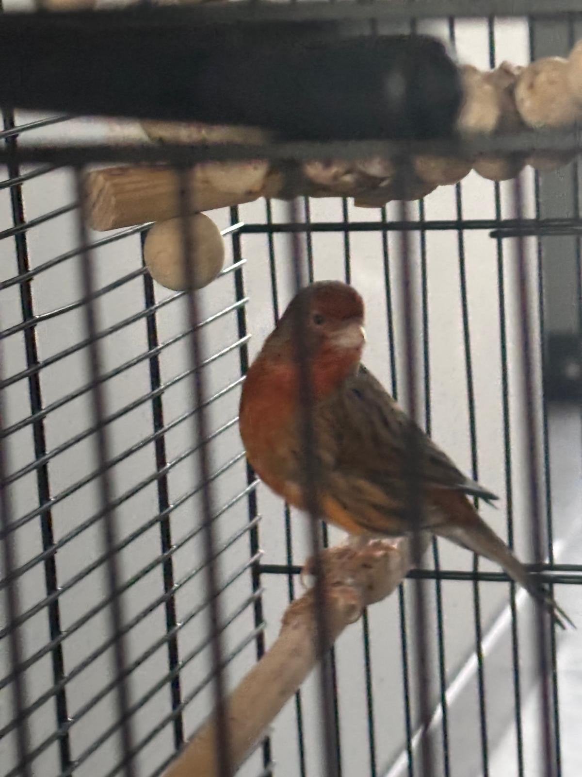 Kanarie met vogelkooi., Dieren en Toebehoren, Kleurkanarie